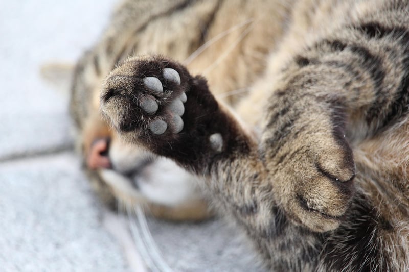 Celebrity Paws