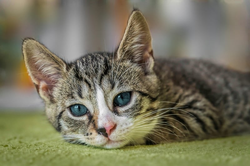 Grumpy Cat
