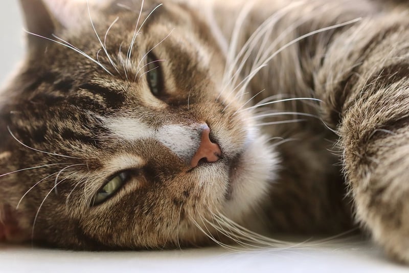 Olivia Benson the Scottish Fold