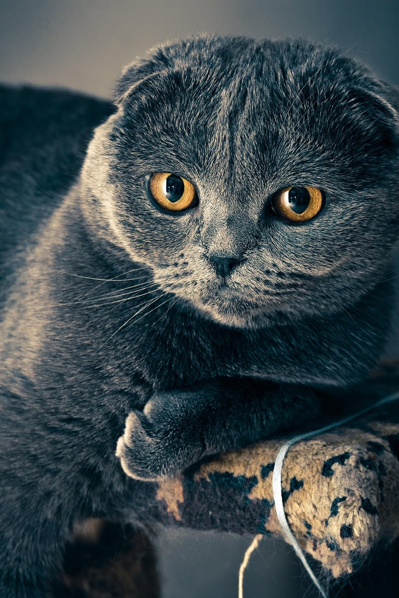 Scottish Fold Cats
