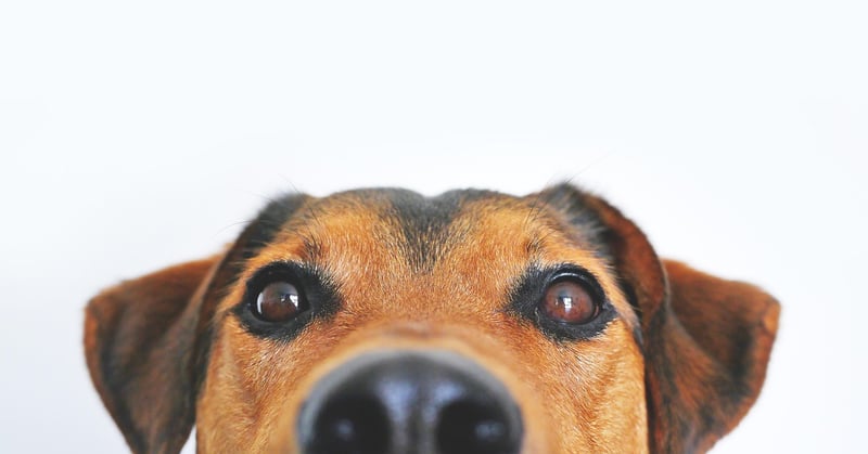 Rescue Dog