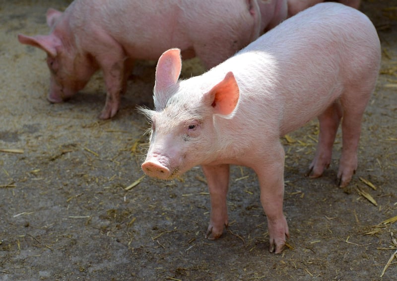 Piggy Smallz the Pig