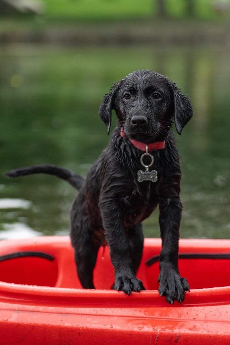 Portuguese Water Dog